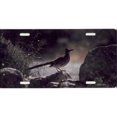 thumbnail image 1 of Roadrunner Bird Photo License Plate, 1 of 1