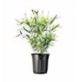 thumbnail image 3 of Golden Goddess Hedge Bamboo Plant - 1 Live Plant - Bambusa Multiplex - 6 Inch Pot - Non-invasive Clumping, 3 of 4