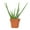 Terracotta, variant on Altman Plants Star Aloe Succulent Decor - Live Plant Gift - 3.5 in Terracotta Plant Pot