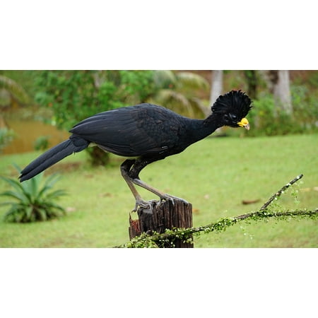 LAMINATED POSTER Black Bird Perched Great Curassow Costa Rica Poster Print 24 x