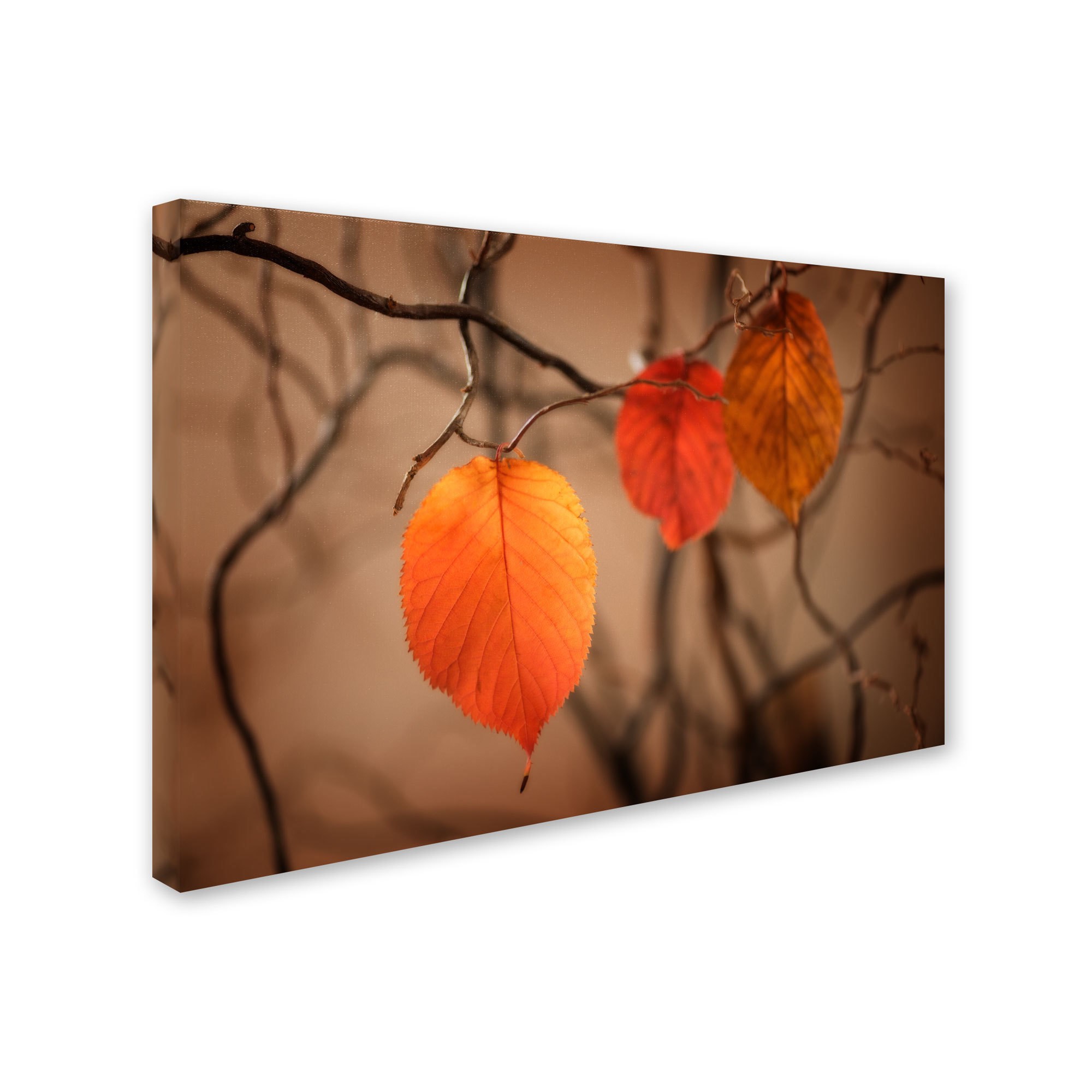 Trademark Fine Art "Leaves after Leaves" Canvas Art by Philippe Sainte-Laudy