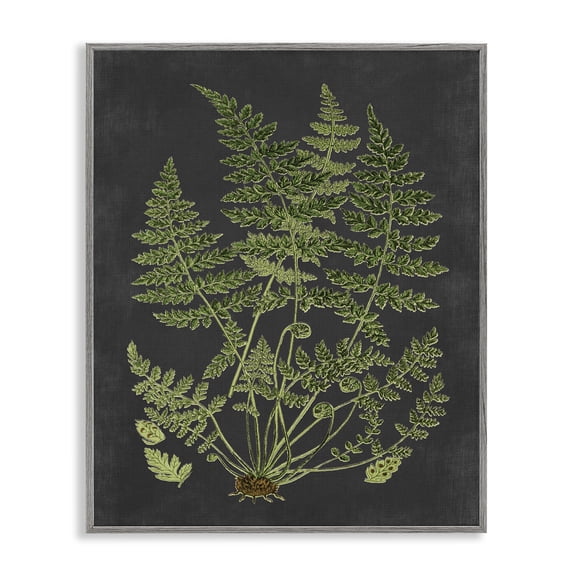 Stupell Industries Transitional Scientific Botanical Fern Drawing Gray Framed Giclee Art, 24 x 30, by Lettered and Lined