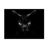 Canvas Wall Art - Antonio Grambone 'Black Cat Portrait' Wall Art for Living Room, Bedroom, or Office Décor by Trademark Fine Art - 19 x 14 Inches