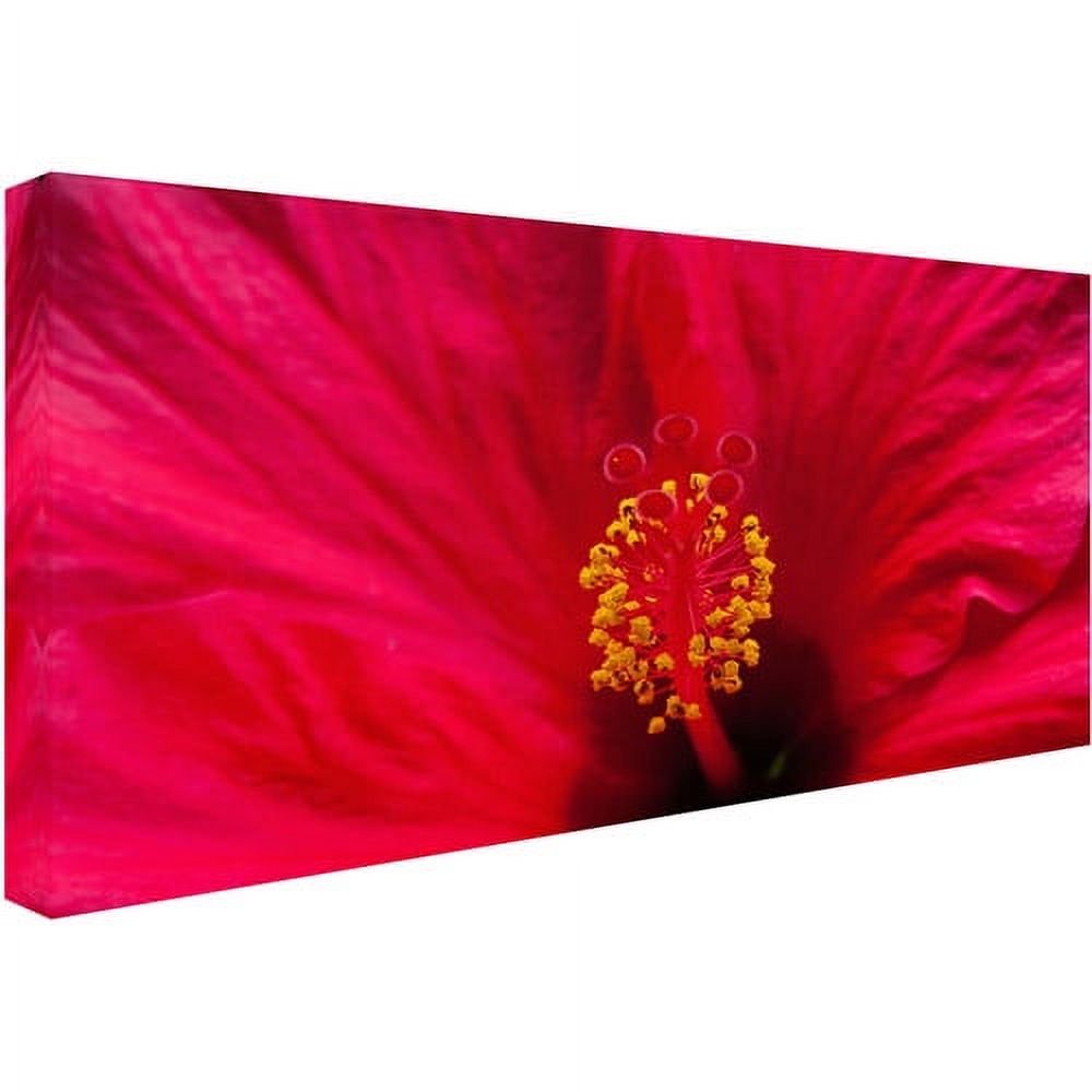 Trademark Fine Art "Red Red Hibiscus" Canvas Art by Kurt Shaffer
