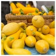 thumbnail image 2 of Everwilde Farms - 1 oz Early Summer Crookneck Summer Squash Seeds - Gold Vault Bulk Seed Packet, 2 of 3