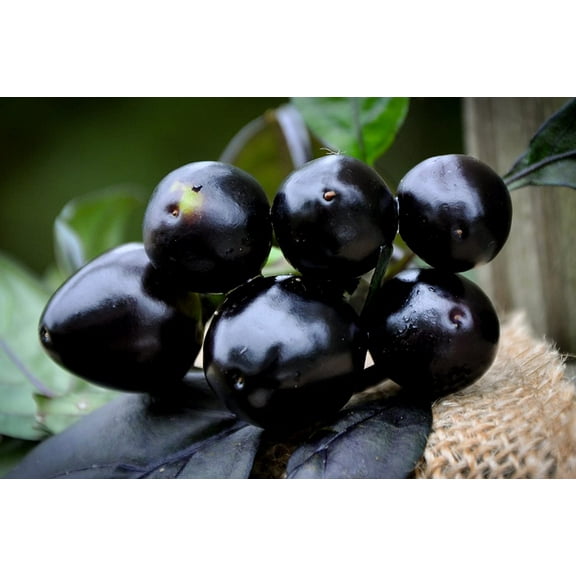 Black Pearl 10 Black Pearl Hot Pepper Plant Seed, Beautiful Dark Purple Foliage