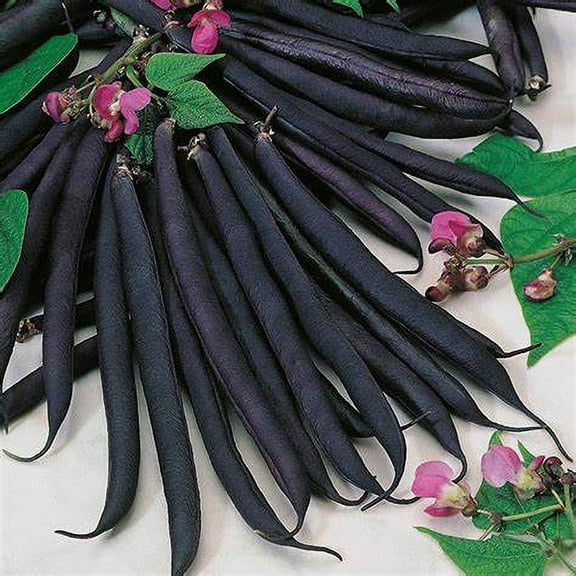 Bush Bean, Purple Queen Bean Seeds - 200 Count Seed Pack - Beautiful deep Purple pods with a Great Fresh Flavor - Country Creek LLC