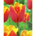 thumbnail image 1 of TASC Tulip ‘Tiano’ Fringed Perennial Flower Bulb, 1 of 2