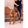 thumbnail image 4 of Pet Attire by Coastal Large 18-26" Black Bones Adjustable Dog Collar, 4 of 4