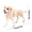B, variant on B Labradoodle Dog Figurine For Preschool Educational Toy Lifelike Animal Model For Decor
