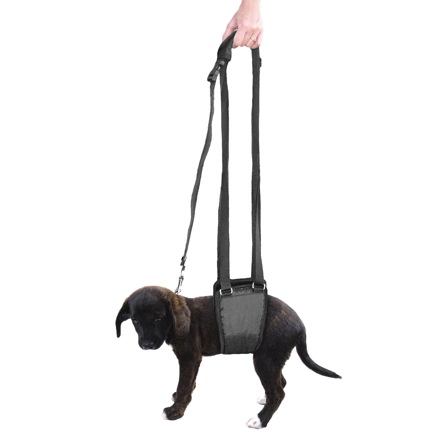 male dog harness