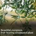 thumbnail image 3 of American Plant Exchange Arbequina Olive Tree, 5-Inch Pot, Live Fruiting Houseplant, Self-Pollinating Plant, 1.5ft Tall, 3 of 8