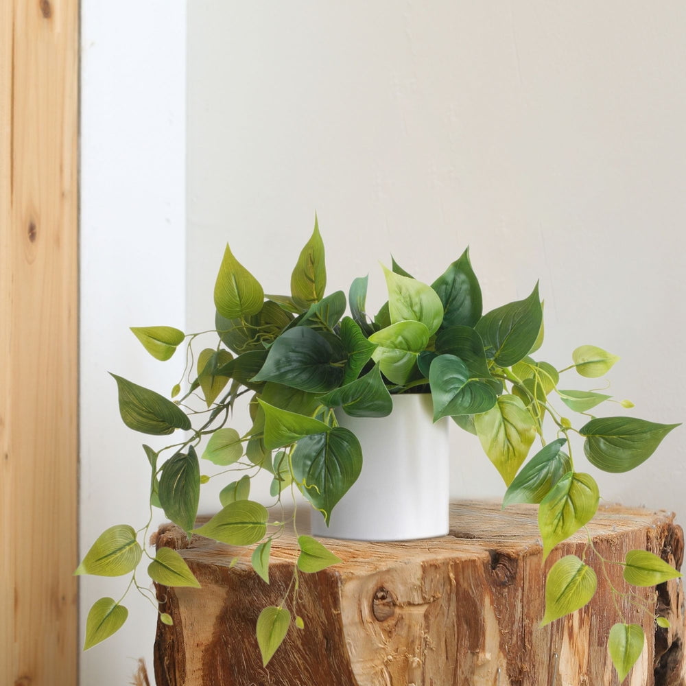 Potted Green Ivy in White Ceramic Tabletop Planter