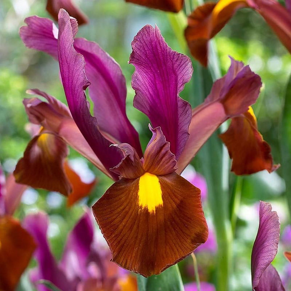 Red Ember Dutch Iris 10 Bulbs Multiply Rapidly 8/+ cm