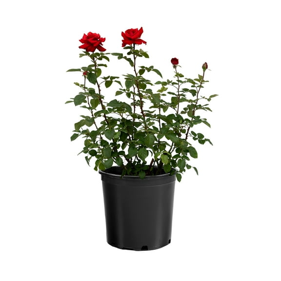 Expert Gardener 2G Rose Flowering Deciduous Live Plants Full Sun Multicolor