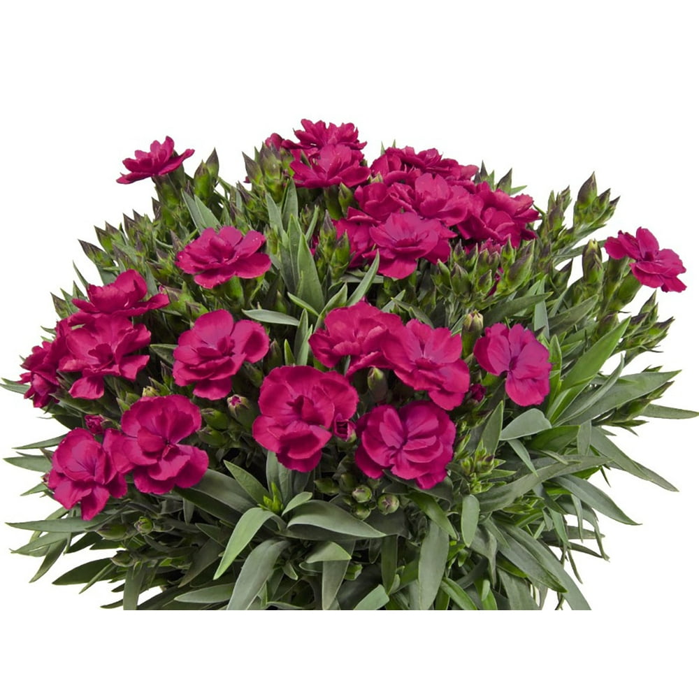 Peman Violet Border Carnation Dianthus caryophyllus 2.5" Pot