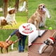 thumbnail image 3 of Juguetes de Navidad wodoca Rojo con Cuerda para Perros Grandes y Cachorros Agresivos, 3 of 6