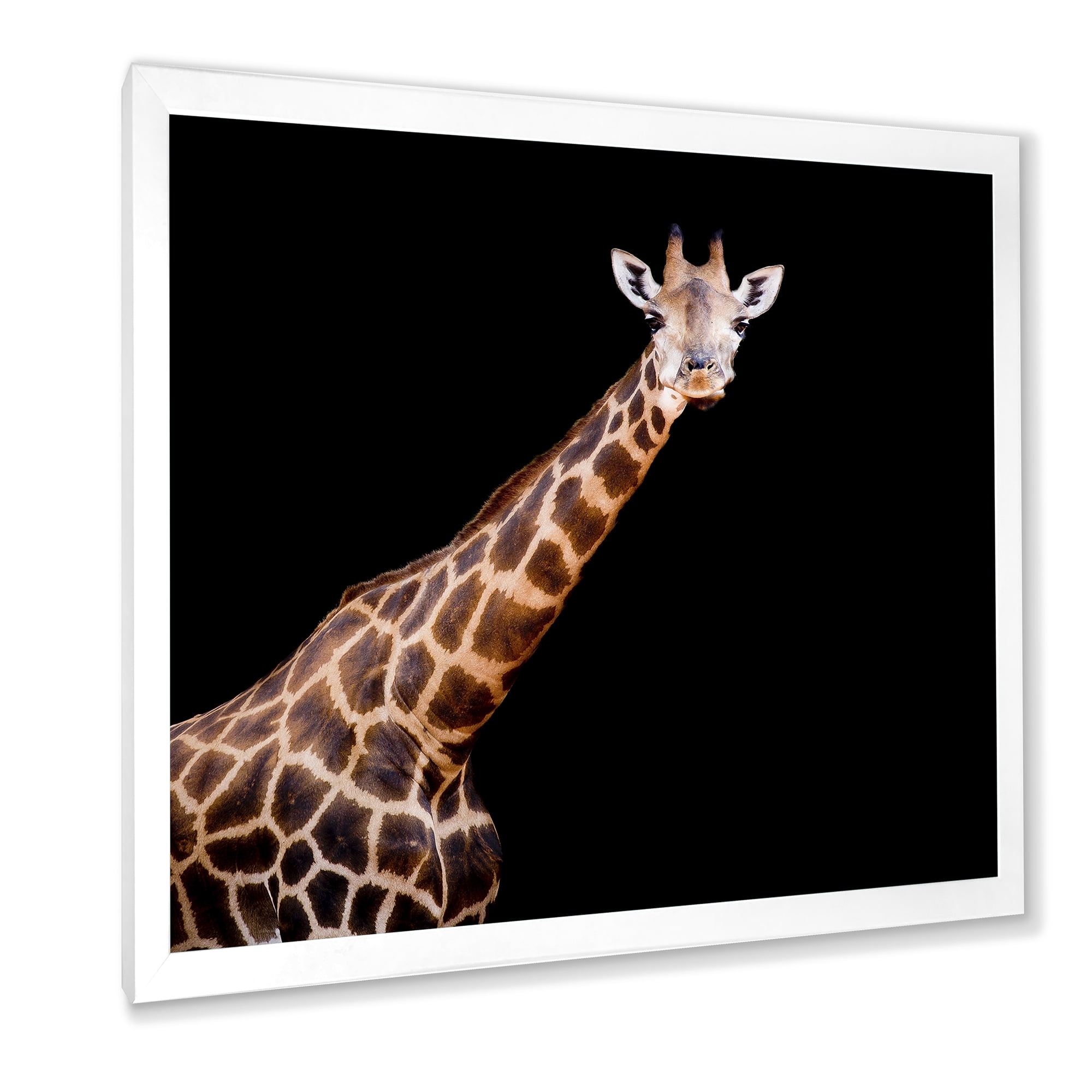 Designart 'Portrait of A Giraffe On Black Background III' Farmhouse Framed Art Print