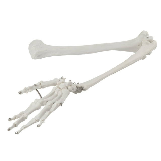 Modelo profesional de hueso del brazo de la mano humana, modelo de hueso del miembro superior para demostración de enseñanza