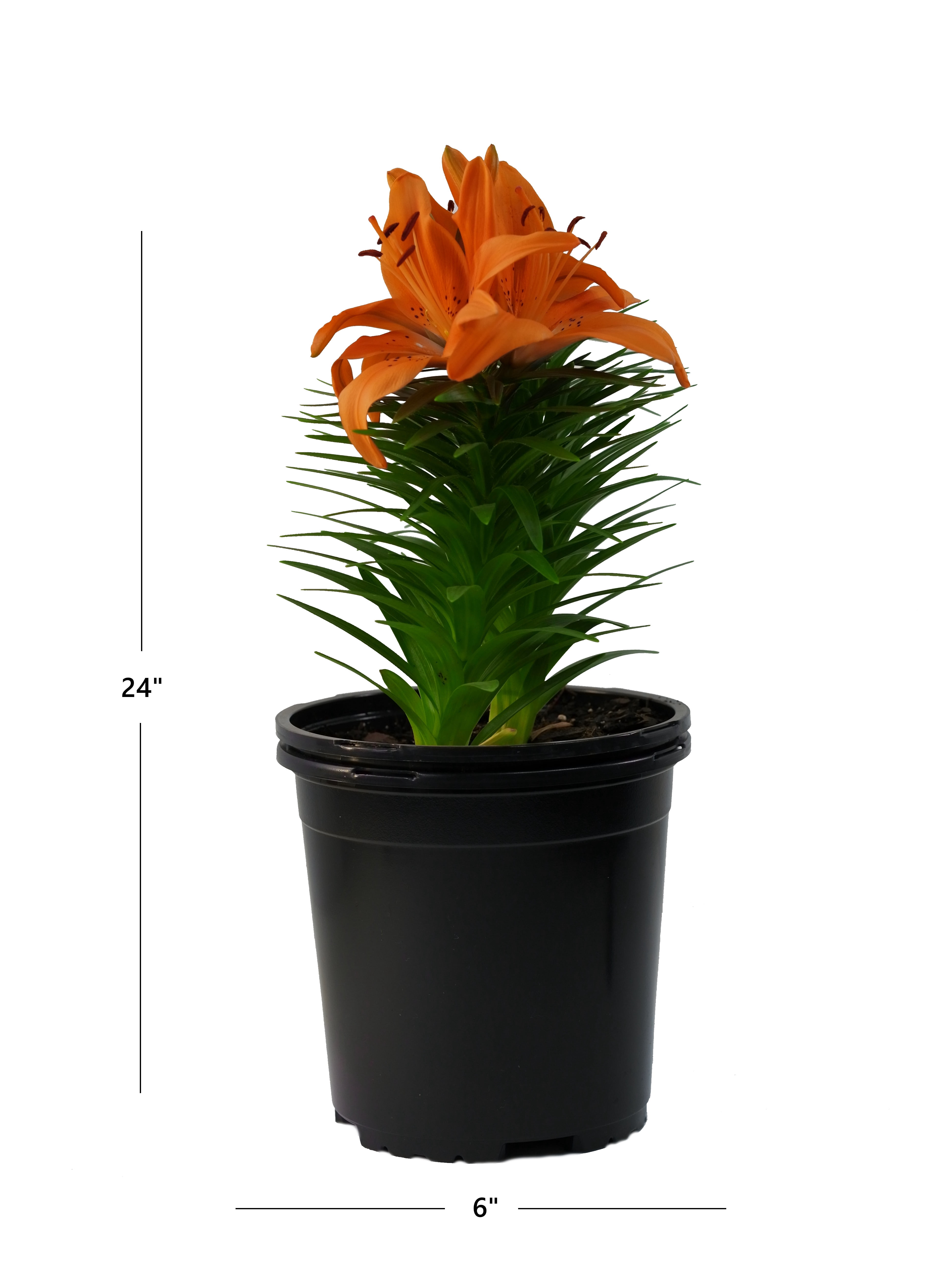 Expert Gardener Outdoor Live Plant Asiatic Lily Tiny Invader
