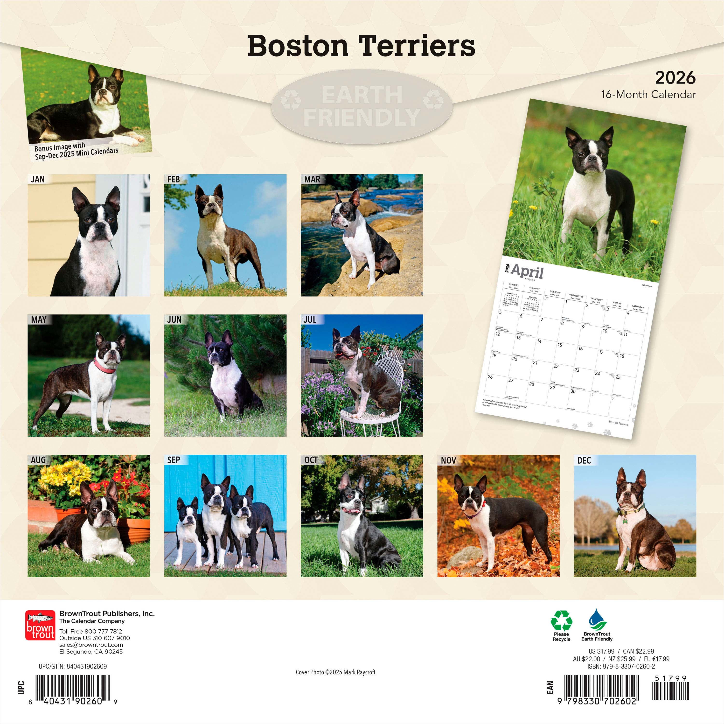 Boston Terriers 2026 Square Flap