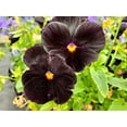 thumbnail image 5 of Black Pansy Seeds - 100+ Seeds - Grow Stunning Black Pansies, 5 of 5