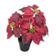 thumbnail image 4 of Planta de Pascua artificial navideña con flores artificiales en maceta decorativa navideña 5 cabezas, 4 of 9