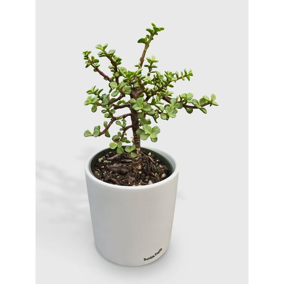 Rainbow Elephant Bush Variegata 'Portulacaria Afra' - Live Air-Purifying Indoor Plant in Nursery Pot – Easy Care, Low Maintenance Houseplant for Home & Office Decor, Natural Air Cleaner, Best for