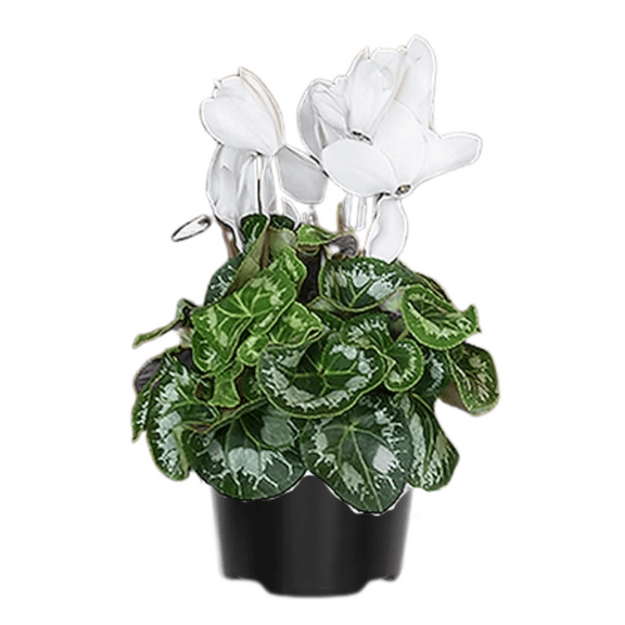 Live White Cyclamen Plant in 4" Pot, Compact Flowering Houseplant with Decorative Blooms