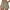 Khaki, variant on Diufon Cotton Shorts for Women Solid Color Shorts with Pockets Elastic Waist Drawstring Athletic Shorts