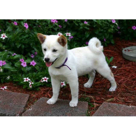 Canvas Print Japanese Shiba Inu Cute Animal Dog Canine
