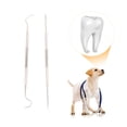 thumbnail image 3 of Herramientas de limpieza de dientes, escalador de dientes de perro y raspador canino Escalador y raspador de dientes de perro de ingeniería de precisión Jadeshay A, 3 of 8