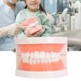 thumbnail image 4 of Modelo De Dientes Orales, Modelo De Goma Suave Modelo De Dientes Mano De Obra Exquisita Resistente Al Desgaste Realista Para El Hogar, 4 of 7