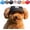 Black, variant on Outdoor Sun Protection Hat for Dogs, Dog Cat Summer Beach Visor Hat with Ear Holes, for Small and Medium Sized Dogs Outdoor Climbing hat in Summer Pet Products (Camouflage, Small)