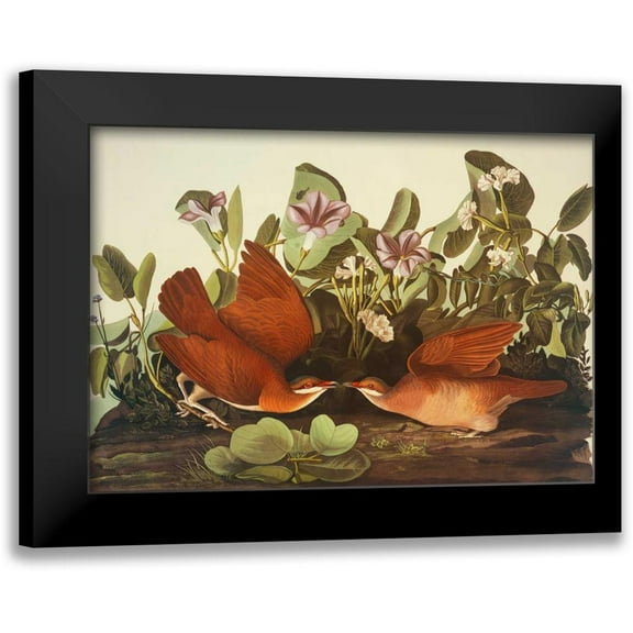 Audubon, John James 14x11 Black Modern Framed Museum Art Print Titled - Key-West Dove