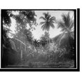 thumbnail image 2 of Historic Framed Print, Cocoanut palms and wild bananas, Jamaica, W.I., 17-7/8" x 21-7/8", 2 of 9