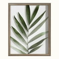 thumbnail image 2 of Blake Botanical 5F 16 in x 20 in Framed Photography Art Prints, by Kate and Laurel, 2 of 6
