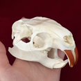thumbnail image 3 of Calavera de copío con forma de animal real de taxidermia para regalo educativo, 3 of 6