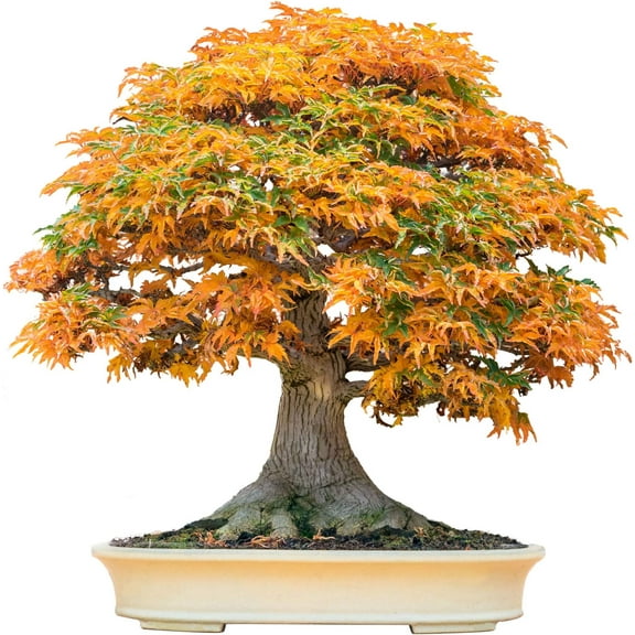 Bonsai Tree Seeds, Trident Maple | 20  Seeds | Highly Prized for Bonsai, (Acer buergerianum) 20 Seeds