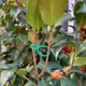 thumbnail image 4 of 50 Piezas Clips Giratorios para Plantas de Soporte JardíN Flores Vid Tomate Cerraduras 4 Cm, 4 of 7