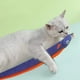 thumbnail image 5 of Juguete para gatos en forma de pez, hierba gatera, juguete de peluche para gatos de interior, gatito, juguete interactivo para masticar, resistente a mordeduras MFZFUKR BST3002867-5, 5 of 5