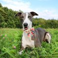 thumbnail image 5 of Cartoon Dog Collar with Bow Spring Summer Collar with Flower for Small Medium Large Boys Girls Dogs, 5 of 5