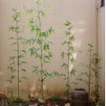 thumbnail image 3 of Artificial Bamboo Stem Faux Screen Plant Set of 10, 3 of 9