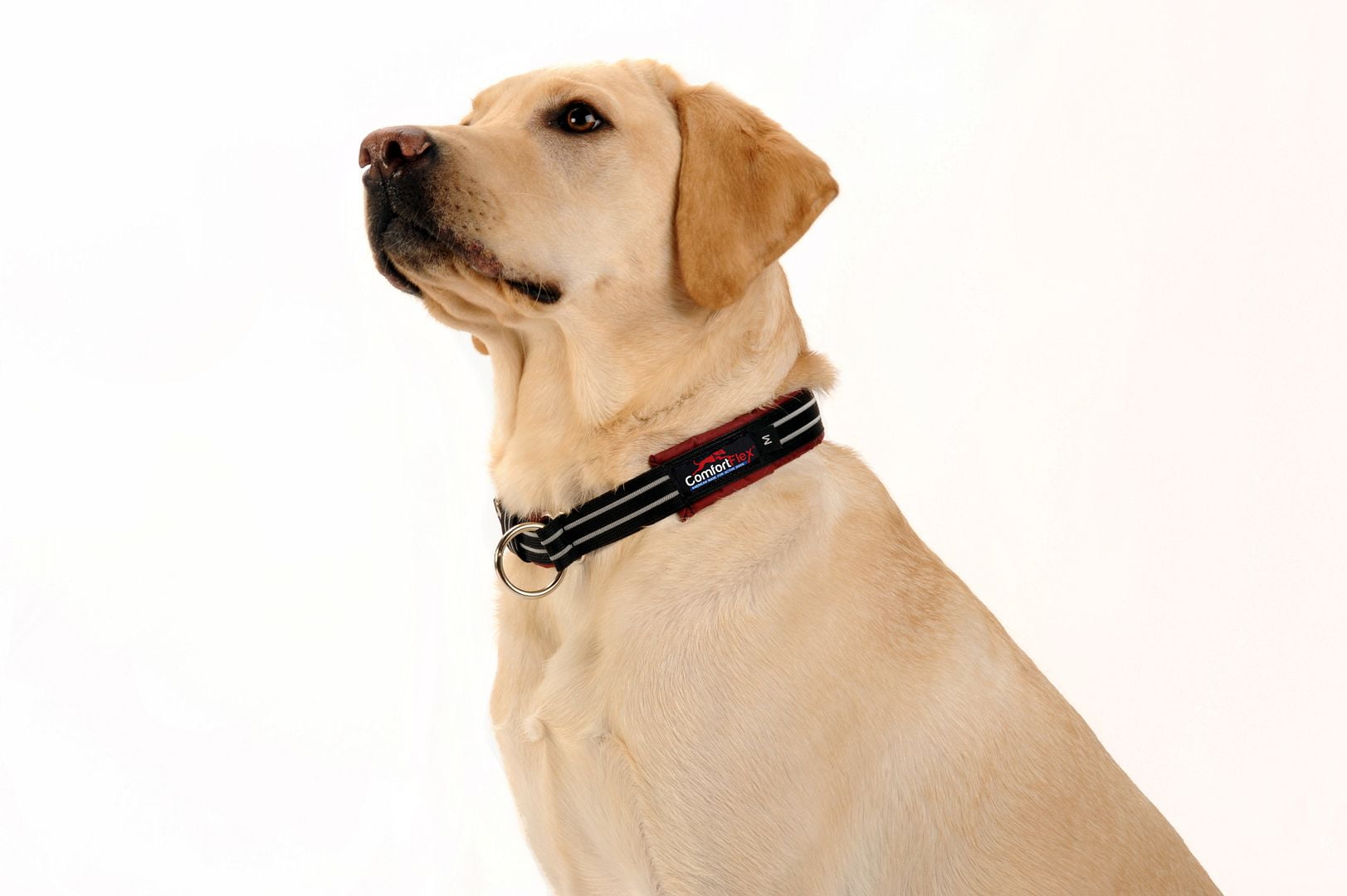 ComfortFlex Premium Padded Martingale Dog Collar for Gentle Control - Mariner Blue, Xlarge