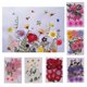 thumbnail image 2 of Bolsa de Flores secas naturales Macarena Rosado, 2 of 8