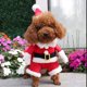 thumbnail image 2 of Disfraz navideño para perro y gato, disfraz rojo divertido de Papá Noel, ropa cálida de invierno, código M Rojo Verde MX-0127461FYD, 2 of 5