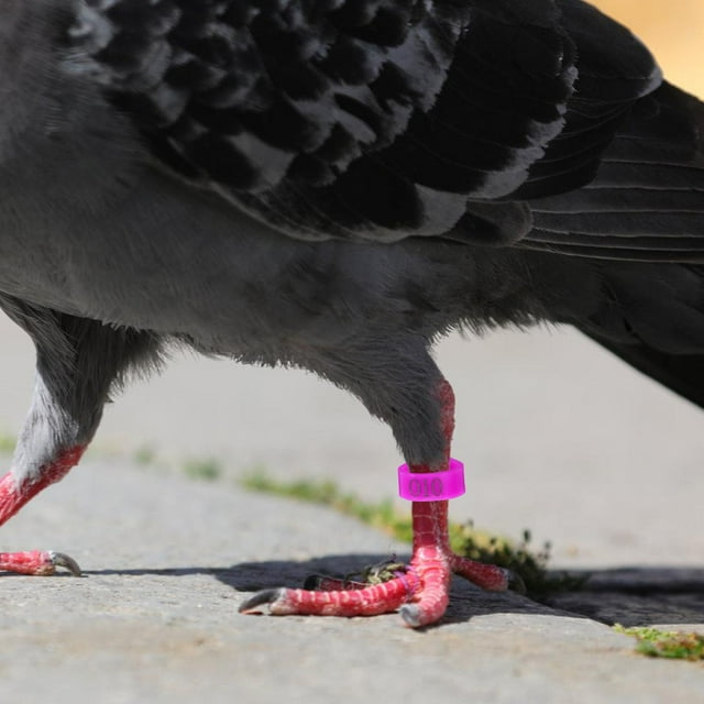 QUMIIRITY 100Ud Anillos Para Patas De Y Resistentes Para Marcaje Y Identificacion