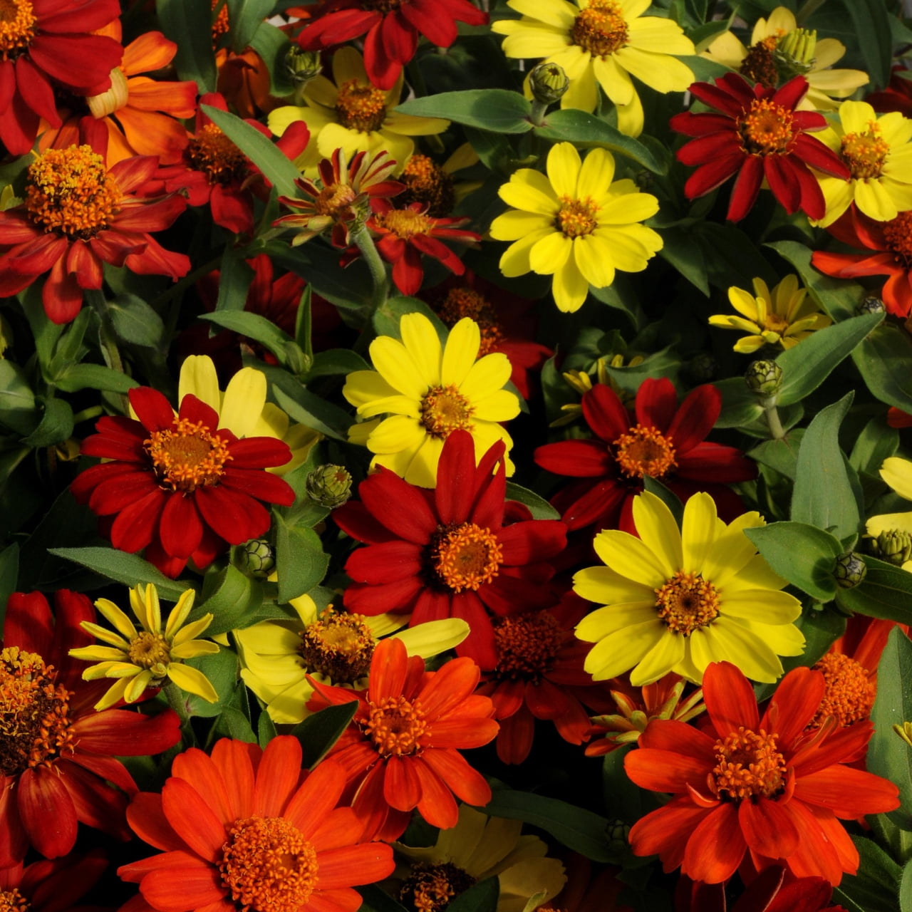 Expert Gardener 1 gal Multicolor Zinnia Live Annual Plant