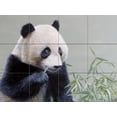 thumbnail image 1 of Tile Mural Kitchen Backsplash - Panda-TI - by Terry Isaac, 1 of 1