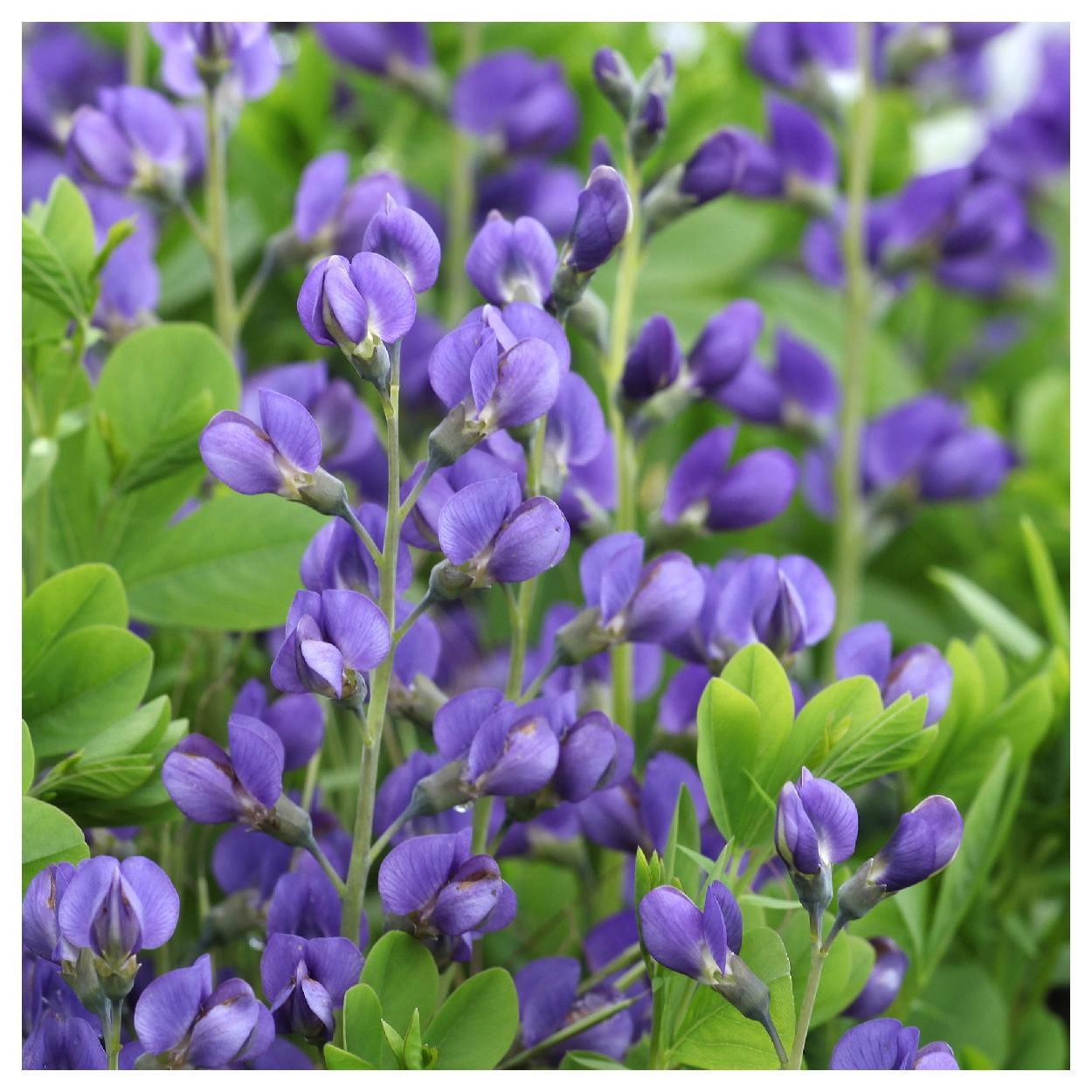 Everwilde Farms - 1 lb Dwarf Blue Indigo Native Wildflower Seeds - Gold Vault Bulk Seed Packet